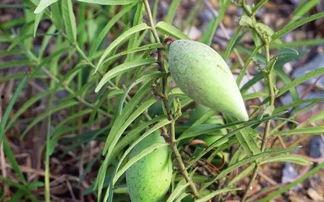 梢瓜可以怎样吃,探索美味与健康的完美结合