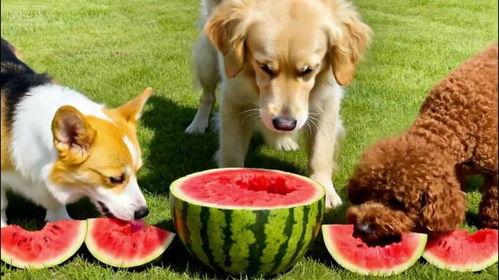 狗狗狗吃瓜,揭秘宠物界的趣味瞬间