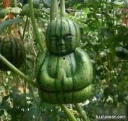 吃瓜的有趣图,揭秘网络热图的趣味瞬间