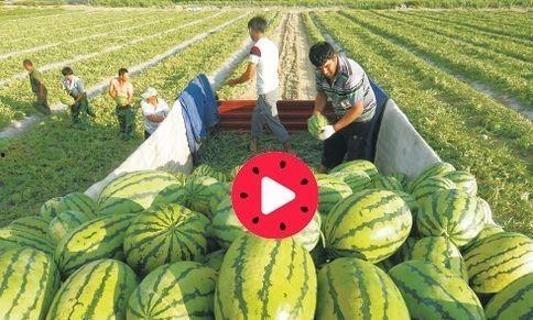 吃瓜的关心瓜的感受,揭秘吃瓜群众的喜怒哀乐