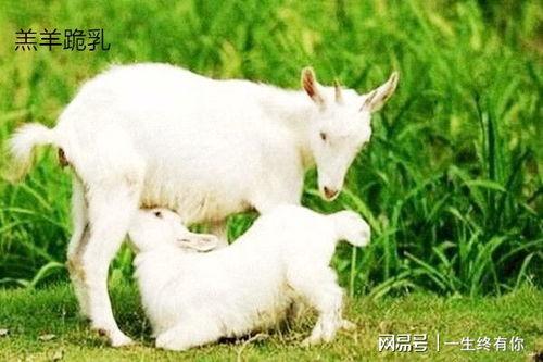 小羊直播间吃瓜,一场吃瓜盛宴，带你领略网红魅力