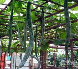 吃蛇瓜要削皮吃吗视频,削皮还是直接享用？