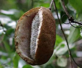 谁输谁吃八月瓜,八月瓜的趣味传说