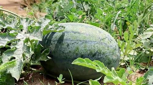 梦中吃瓜图片大全,揭秘梦中吃瓜的奇幻世界